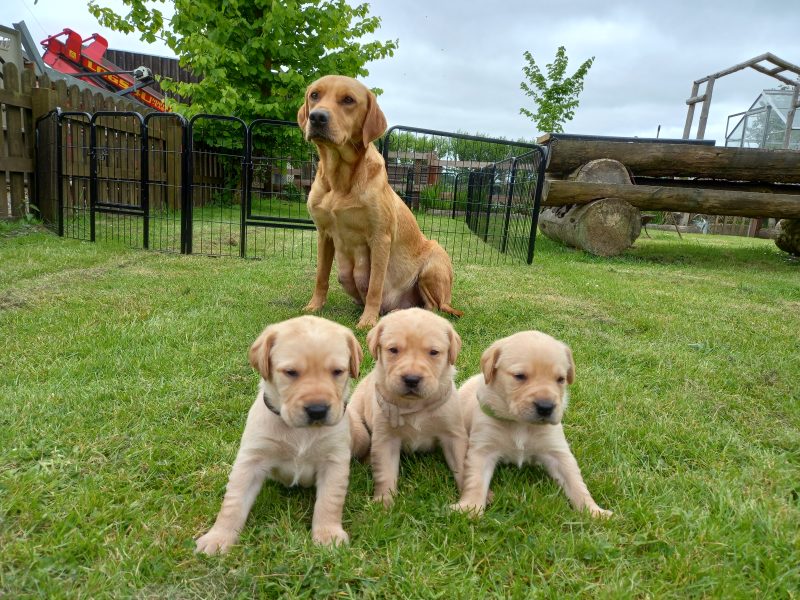 (ONLY 1 BOY LEFT)Well bred Labrador puppies from working lines
