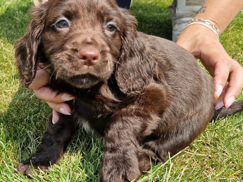 chocolate pups