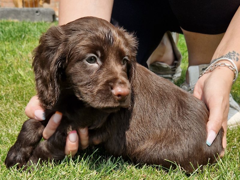 chocolate pups