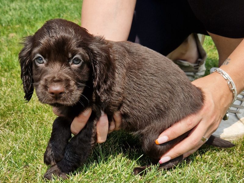 chocolate pups