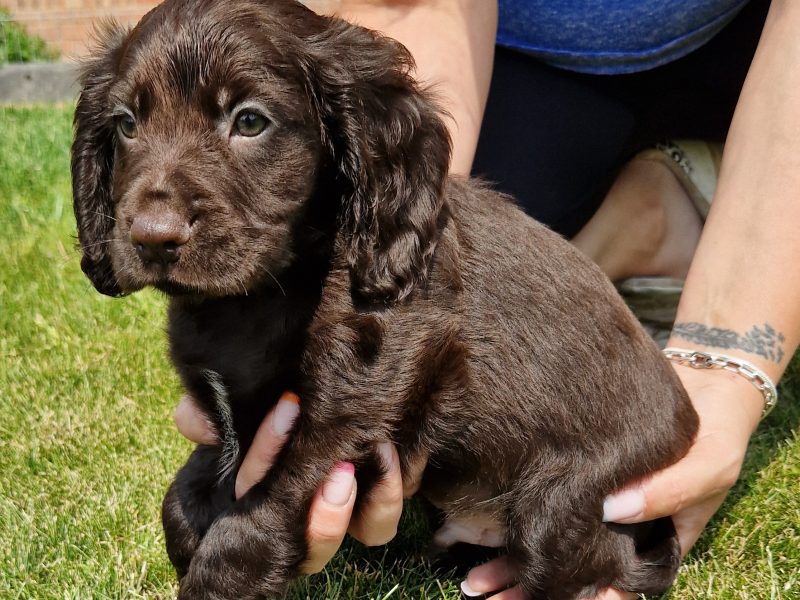 chocolate pups