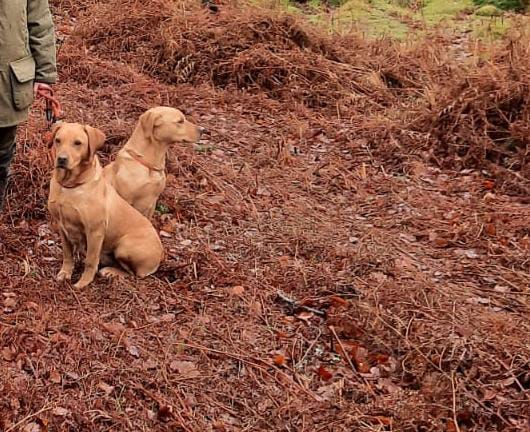 (ONLY 1 BOY LEFT)Well bred Labrador puppies from working lines