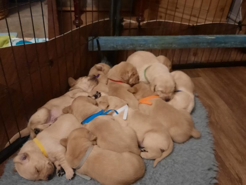 (ONLY 1 BOY LEFT)Well bred Labrador puppies from working lines