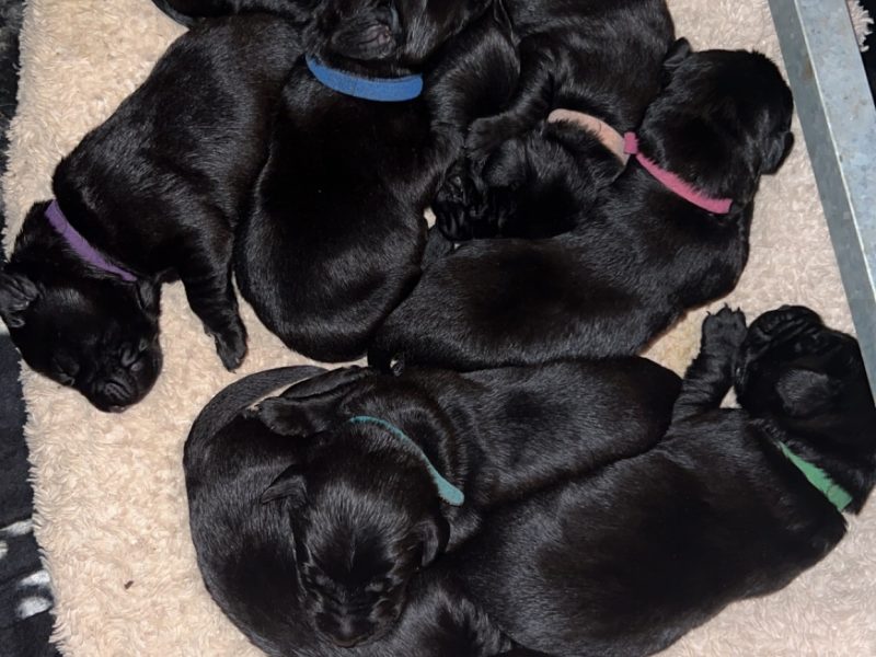 Stunning KC Reg Black Lab Pups - 1 Bitch & 2 Dogs left