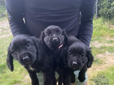 Cocker Spaniel Puppies - ready to go now