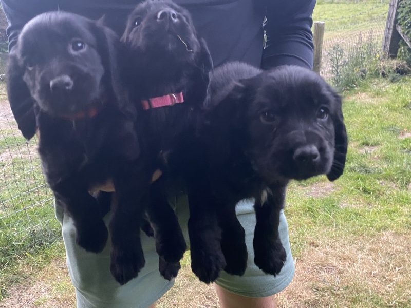 Cocker Spaniel Puppies - ready to go now