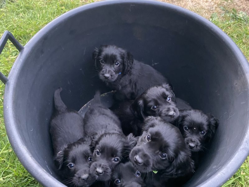 Cocker Spaniel Puppies - ready to go now