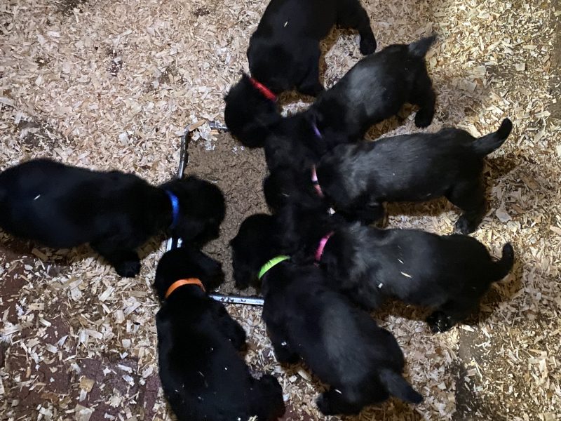 Cocker Spaniel Puppies - ready to go now