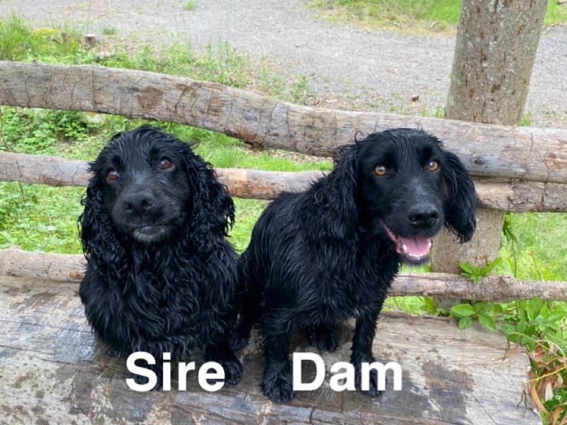 Cocker Spaniel Puppies - ready to go now