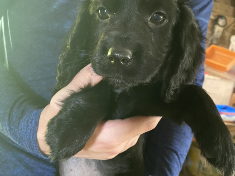 Cocker Spaniel Puppies - ready to go now