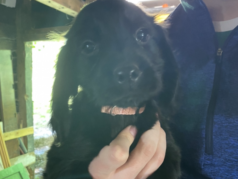 Cocker Spaniel Puppies - ready to go now
