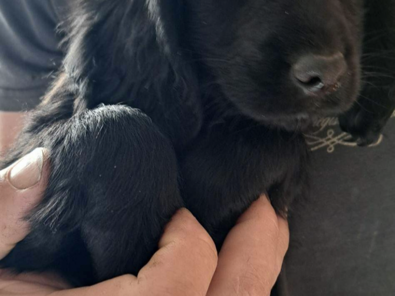 Cocker Spaniel Puppies - ready to go now