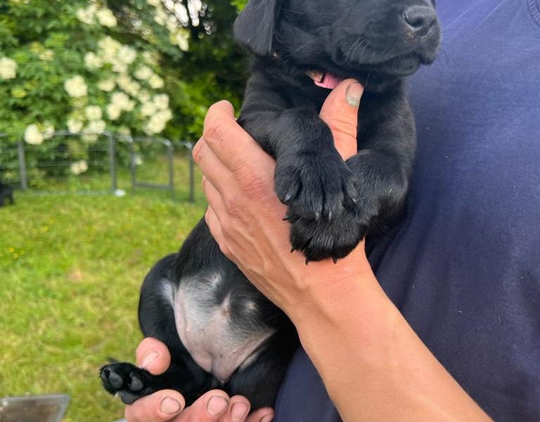 Stunning KC Reg Black Lab Pups - 1 Bitch & 2 Dogs left