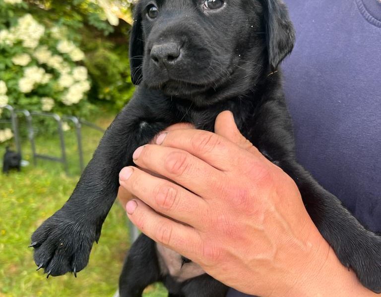 Stunning KC Reg Black Lab Pups - 1 Bitch & 2 Dogs left