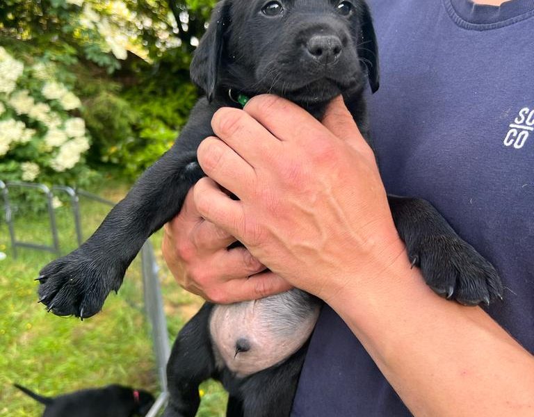 Stunning KC Reg Black Lab Pups - 1 Bitch & 2 Dogs left