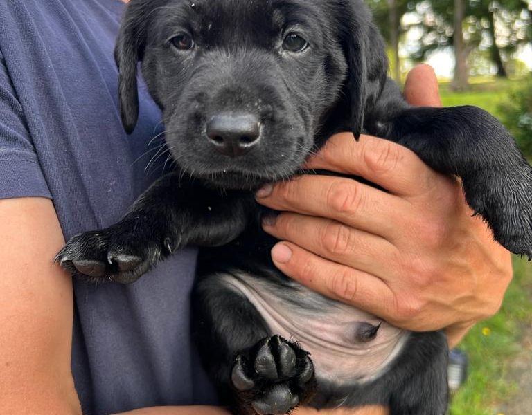 Stunning KC Reg Black Lab Pups - 1 Bitch & 2 Dogs left