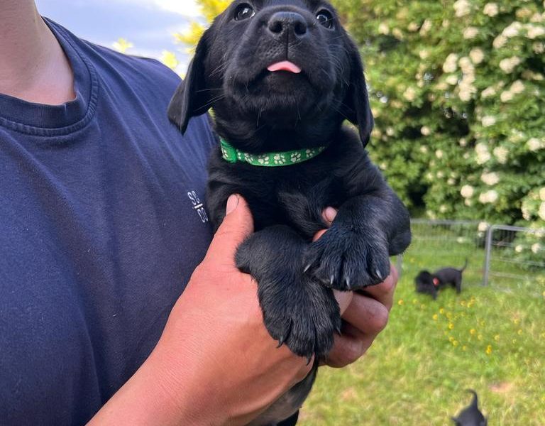Stunning KC Reg Black Lab Pups - 1 Bitch & 2 Dogs left