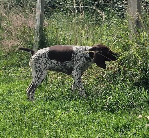 German Short Haired pointer - 1 girl left