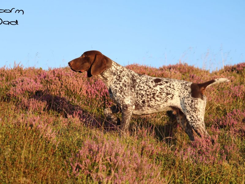 Stunning German Short Haired Pointer Pups