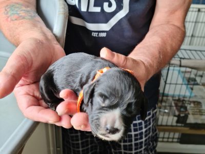Cocker spaniel