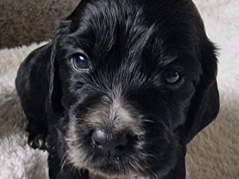 Cocker spaniel