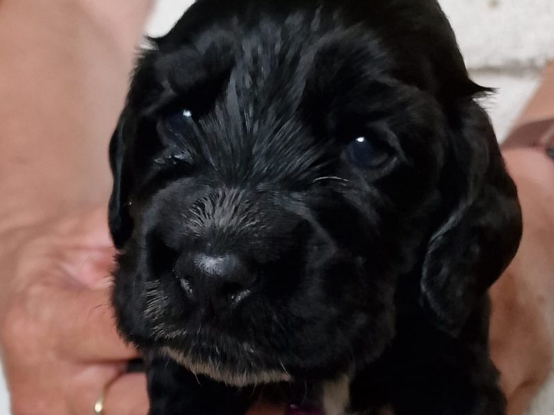 Cocker spaniel