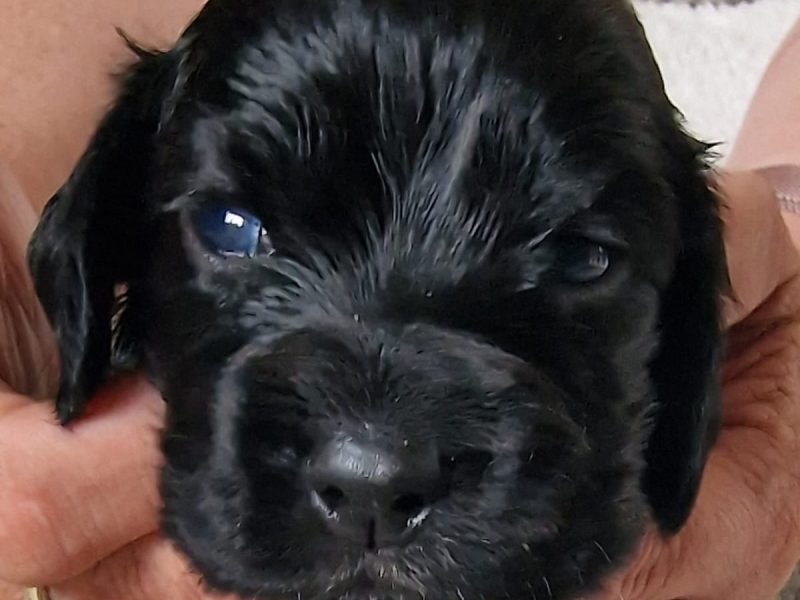 Cocker spaniel
