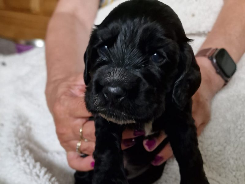 Cocker spaniel