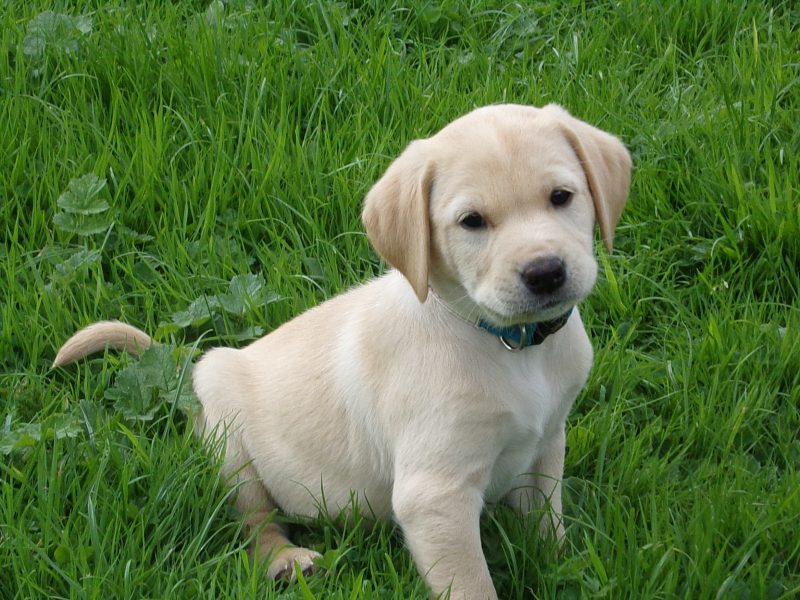 KC working labradors x OFTW Bluecreek curtis cash
