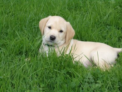 KC working labradors x OFTW Bluecreek curtis cash