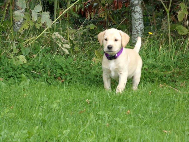 KC working labradors x OFTW Bluecreek curtis cash