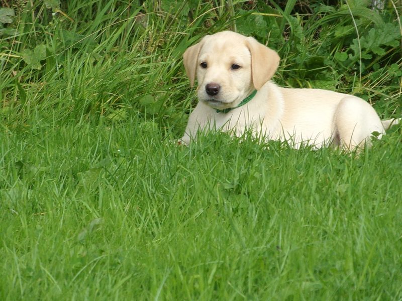 KC working labradors x OFTW Bluecreek curtis cash