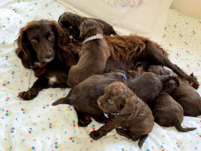 Gun dog puppies