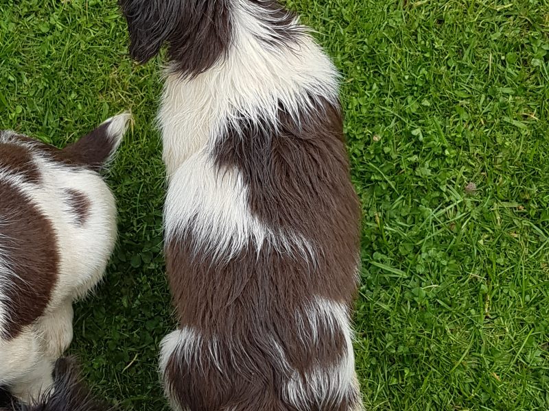 springers