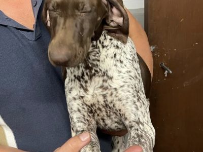 German Short Haired pointer - 1 girl left