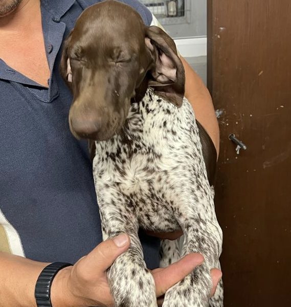 German Short Haired pointer - 1 girl left
