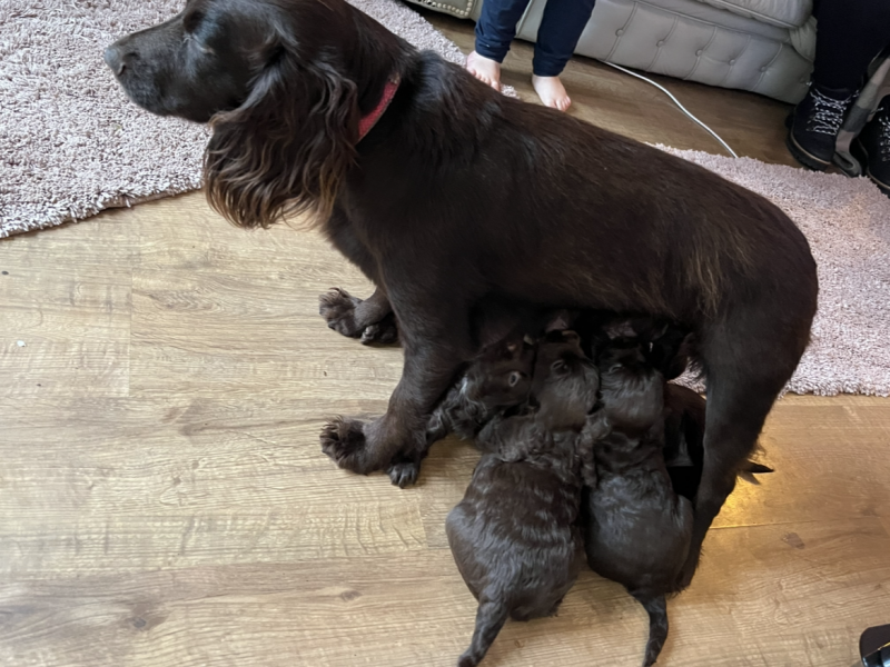 Gun dog puppies