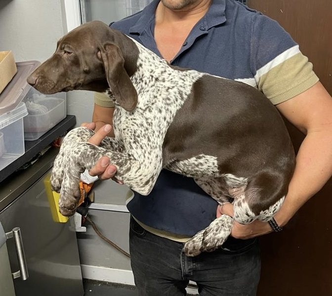 German Short Haired pointer - 1 girl left