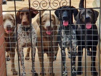 Stunning German Short Haired Pointer Pups