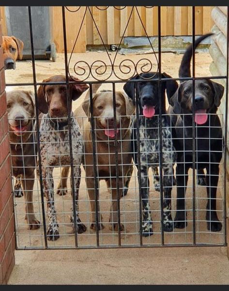 Stunning German Short Haired Pointer Pups