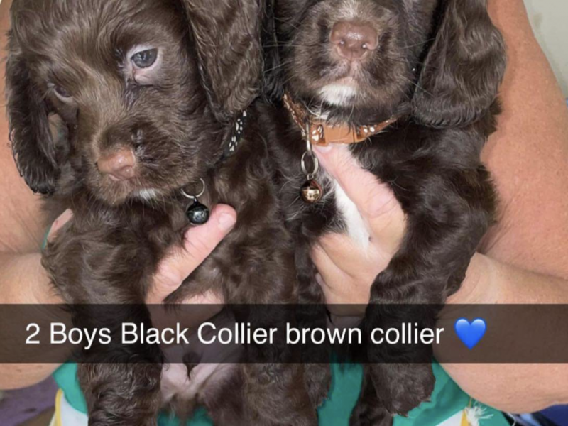 Gun dog puppies