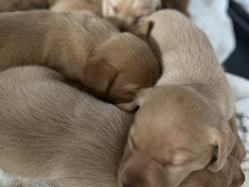 KC Working Labradors - 5 gen - excellent pedigree