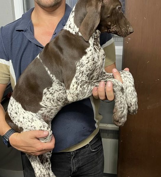 German Short Haired pointer - 1 girl left