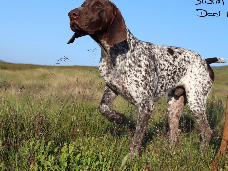 Stunning German Short Haired Pointer Pups