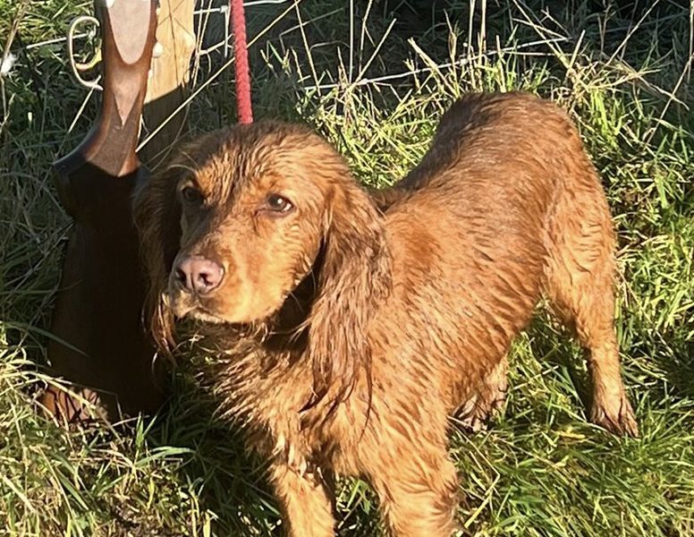 Fantastically well bred working cocker spaniels dog puppies