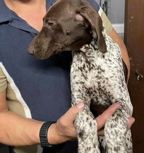 German Short Haired pointer - 1 girl left