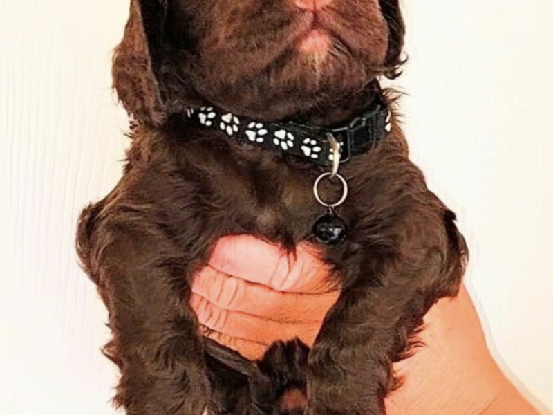 Gun dog puppies