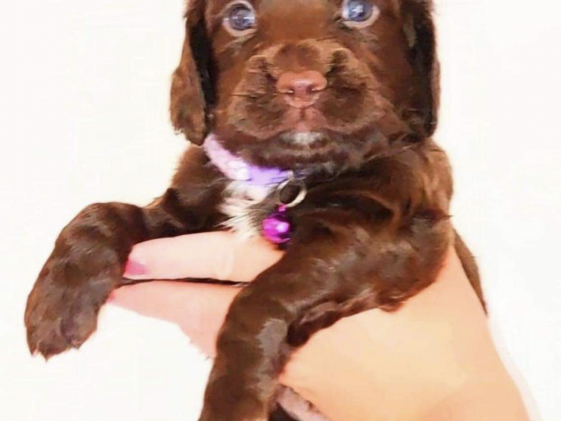 Gun dog puppies