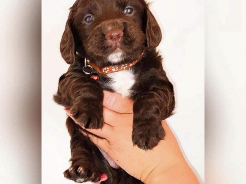 Gun dog puppies