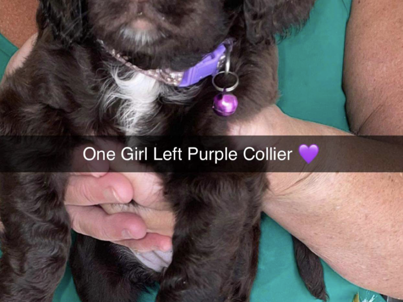 Gun dog puppies